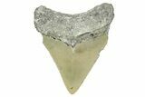 Serrated, Juvenile Megalodon Tooth - North Carolina #368054-1